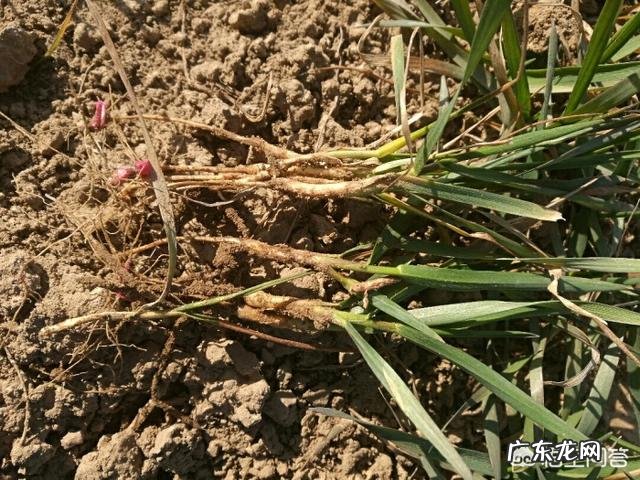 小麦发黄是怎么回事?