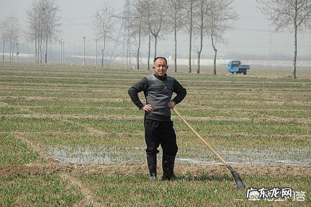 小麦发黄是怎么回事?