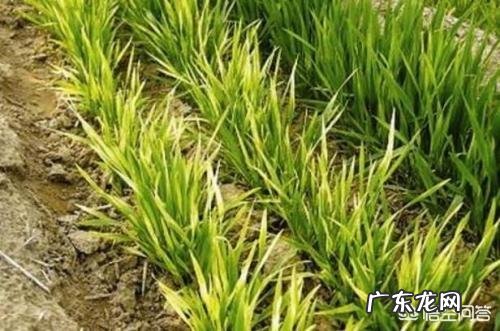 小麦发黄是怎么回事?