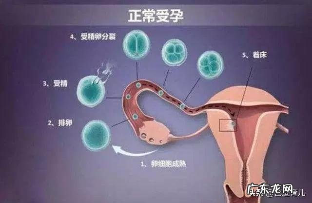 女性在排卵期饮食要注意什么才能更好的受孕?