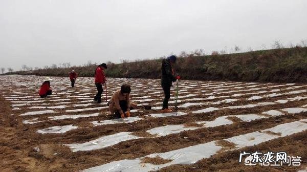 农村俗语”清明不怕晴,谷雨不怕雨”说的是什么意思呢?
