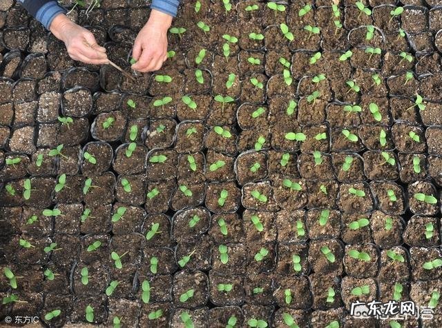 农村俗语”清明不怕晴,谷雨不怕雨”说的是什么意思呢?