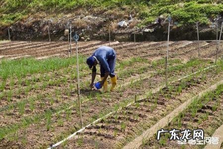 农村俗语”清明不怕晴,谷雨不怕雨”说的是什么意思呢?