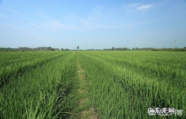农村俗语”清明不怕晴,谷雨不怕雨”说的是什么意思呢?