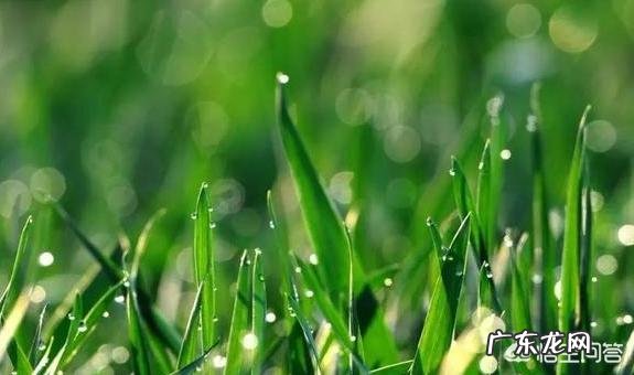 农村俗语”清明不怕晴,谷雨不怕雨”说的是什么意思呢?