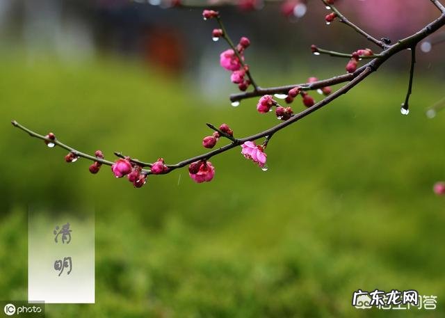 农村俗语”清明不怕晴,谷雨不怕雨”说的是什么意思呢?