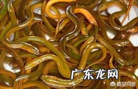黄鳝体内有寄生虫吗?