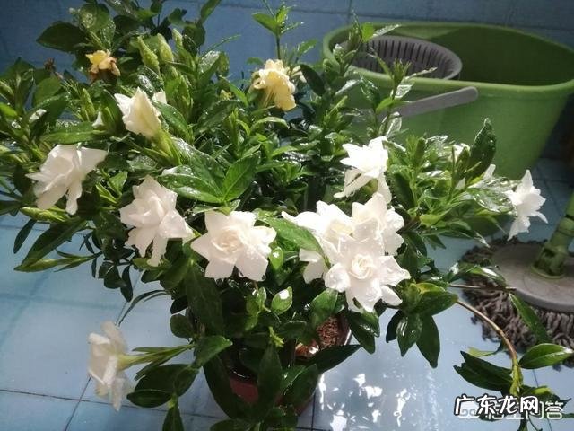 鸡蛋壳有什么用处?