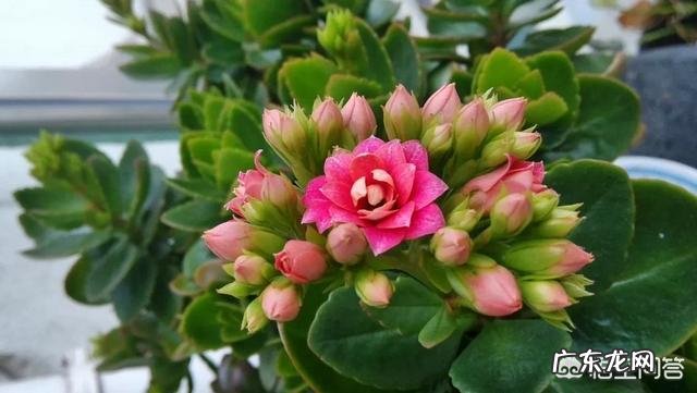 鸡蛋壳有什么用处？