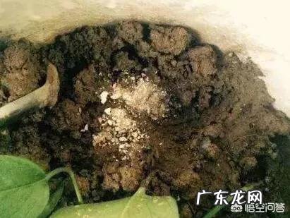 鸡蛋壳有什么用处？