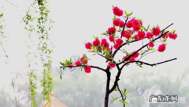 樱桃根癌病在苗期到成树的各个生长期内都可能发生,如何有效防治?