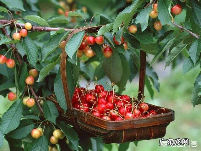 樱桃根癌病在苗期到成树的各个生长期内都可能发生,如何有效防治?