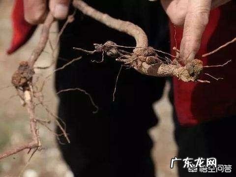 樱桃根癌病在苗期到成树的各个生长期内都可能发生,如何有效防治?