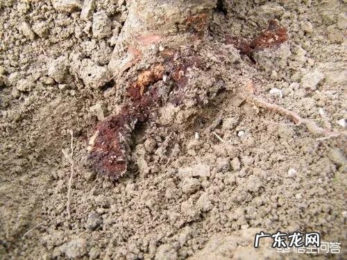 樱桃根癌病在苗期到成树的各个生长期内都可能发生,如何有效防治?