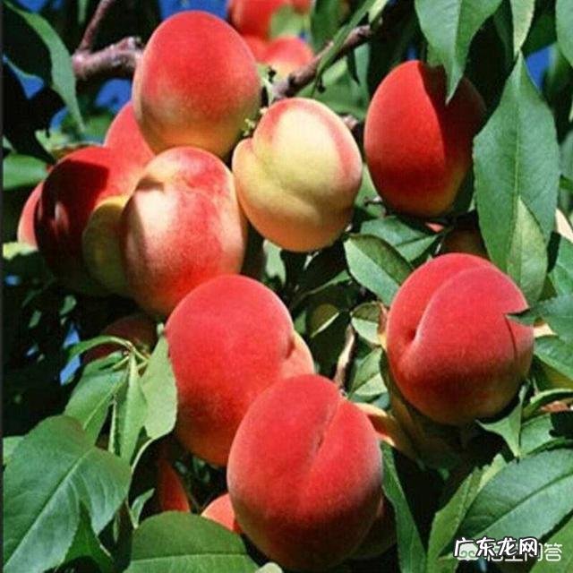 樱桃根癌病在苗期到成树的各个生长期内都可能发生,如何有效防治?