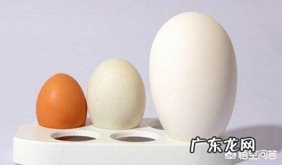 怀孕六个月的人,可不可以吃鹅蛋呢?