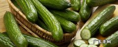 酸黄瓜的正宗腌制方法