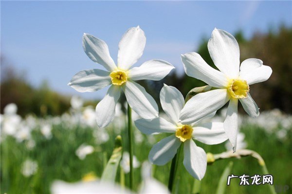 淡淡的思念是什么意思 淡淡的思念很深