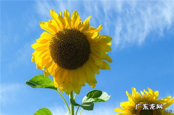 淡淡的思念是什么意思 淡淡的思念很深