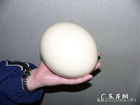 大自然第一颗卵子什么形成的呢?