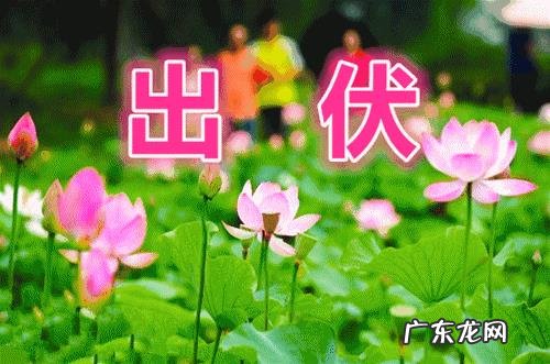 马上就“出伏”了,今年哪天出伏,出伏后还热吗?如何防秋燥?