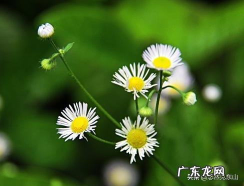 马上就“出伏”了，今年哪天出伏，出伏后还热吗？如何防秋燥？