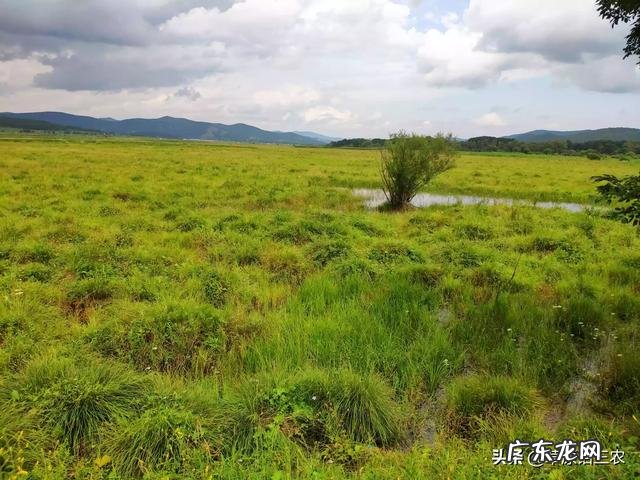 马上就“出伏”了,今年哪天出伏,出伏后还热吗?如何防秋燥?