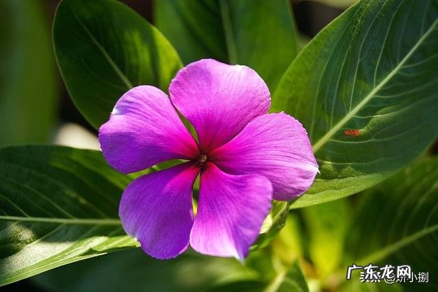 长春花根系发达吗?种植过程中需要注意什么?