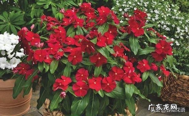 长春花根系发达吗?种植过程中需要注意什么?