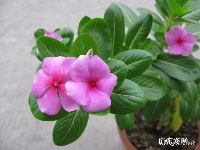 长春花根系发达吗?种植过程中需要注意什么?