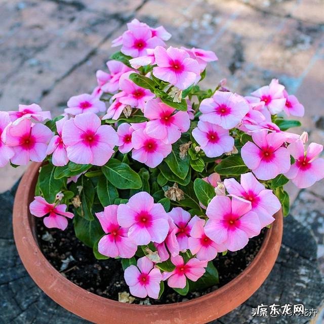 长春花根系发达吗？种植过程中需要注意什么？