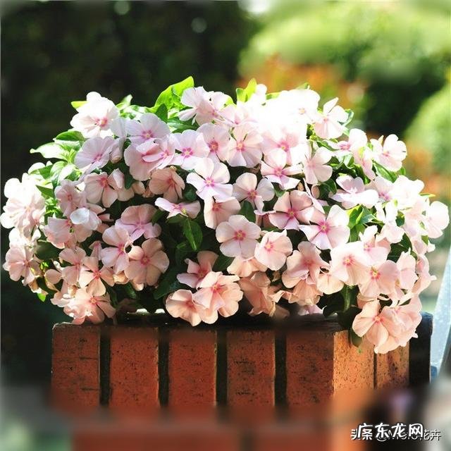 长春花根系发达吗？种植过程中需要注意什么？