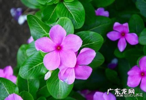 长春花根系发达吗?种植过程中需要注意什么?