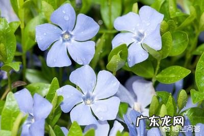 长春花根系发达吗?种植过程中需要注意什么?