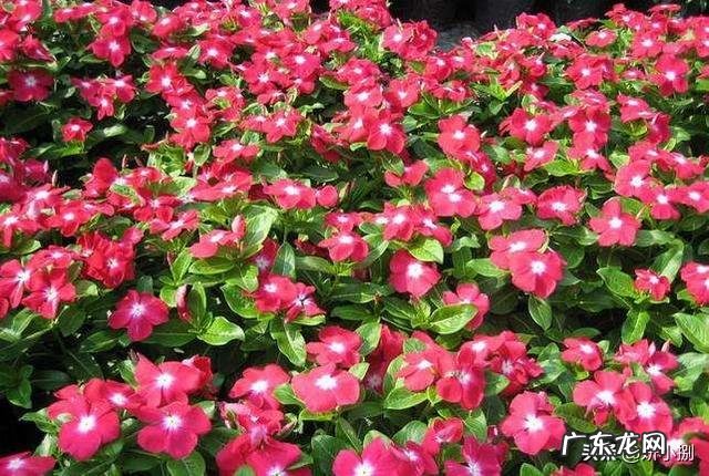 长春花根系发达吗？种植过程中需要注意什么？