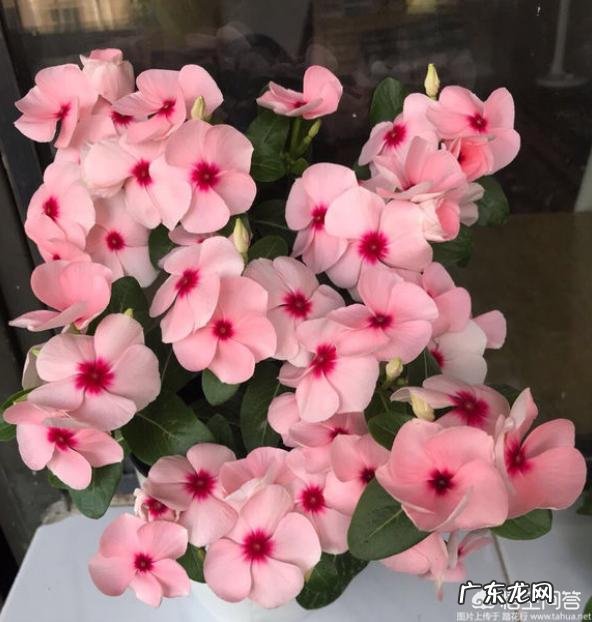 长春花根系发达吗?种植过程中需要注意什么?