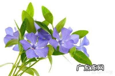 长春花根系发达吗?种植过程中需要注意什么?