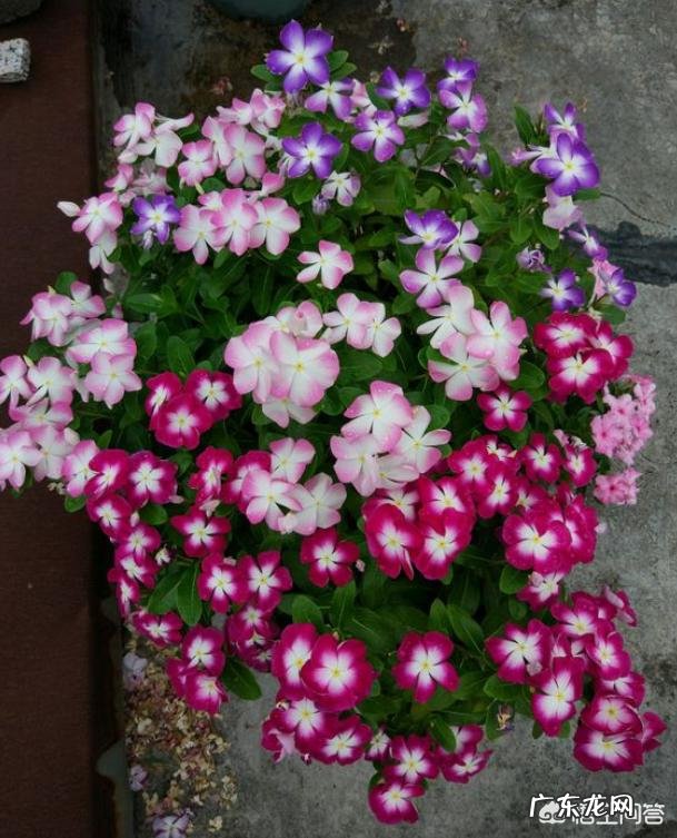 长春花根系发达吗?种植过程中需要注意什么?