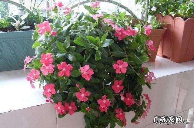 长春花根系发达吗?种植过程中需要注意什么?