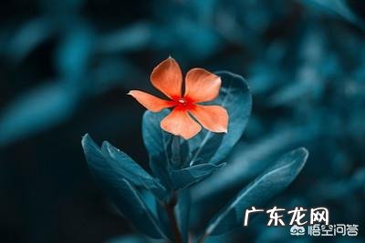 长春花根系发达吗?种植过程中需要注意什么?