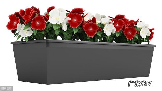 长春花根系发达吗?种植过程中需要注意什么?