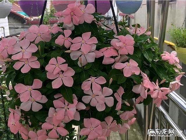 长春花根系发达吗?种植过程中需要注意什么?