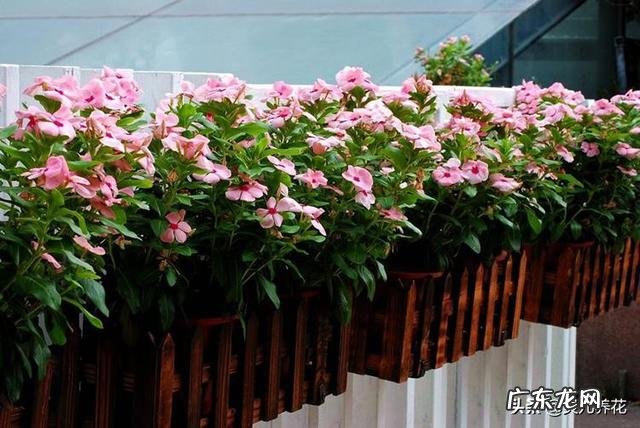 长春花根系发达吗?种植过程中需要注意什么?