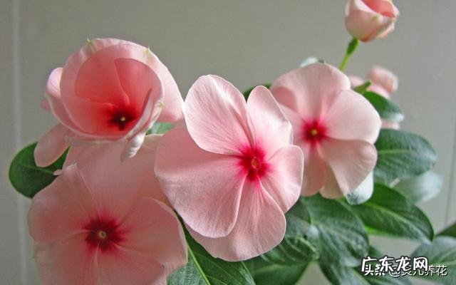 长春花根系发达吗?种植过程中需要注意什么?