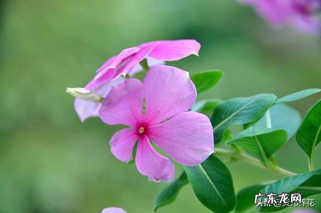 长春花根系发达吗?种植过程中需要注意什么?