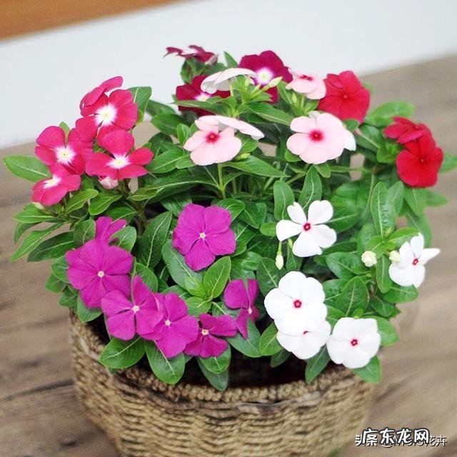 长春花根系发达吗？种植过程中需要注意什么？