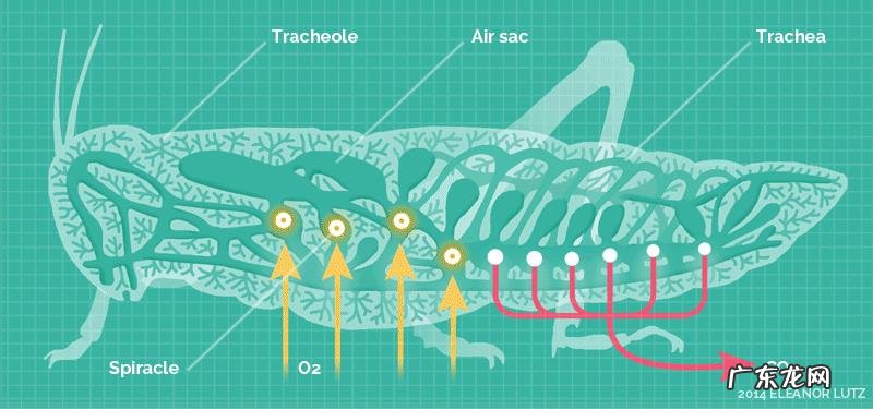 为什么远古时代的动物个体都很大？
