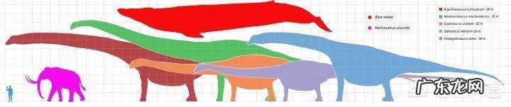 为什么远古时代的动物个体都很大？