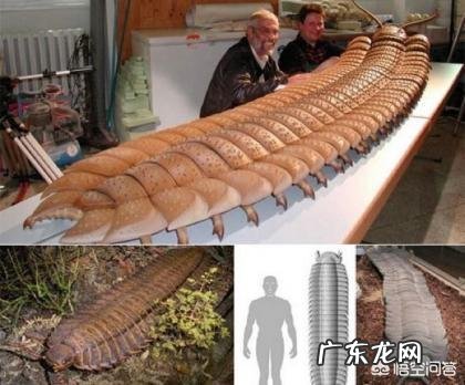 为什么远古时代的动物个体都很大?