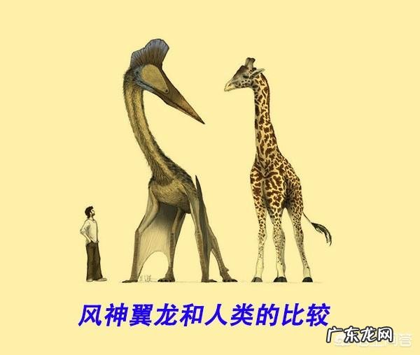 为什么远古时代的动物个体都很大?